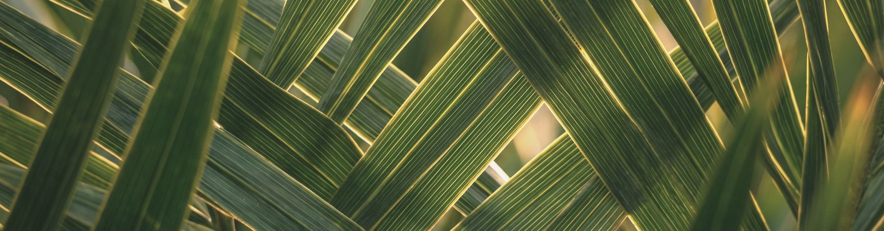 Backlit palm leaflets overlapping in dense parallel structure